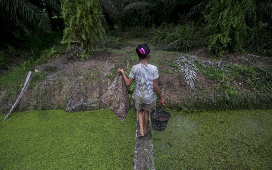 Child labor in palm oil industry tied to Girl Scout cookies