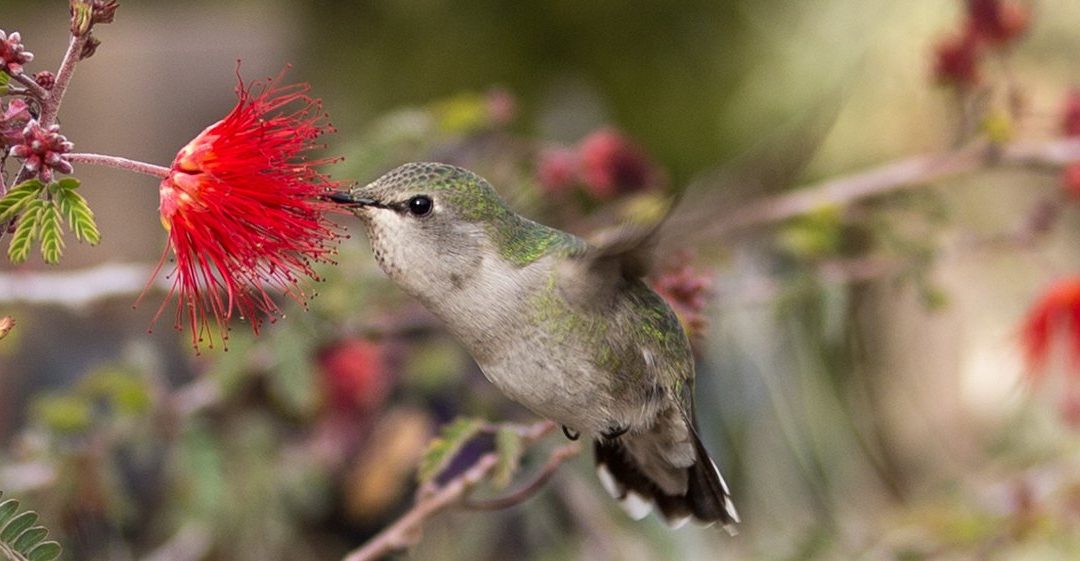 11 Tips For Visiting The Desert Botanical Garden
