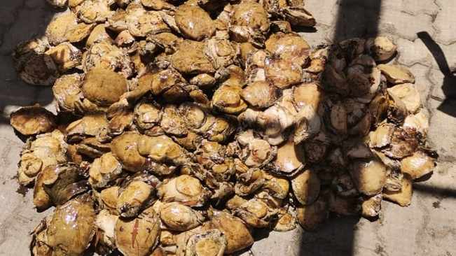 Seven bags of abalone recovered after Knysna high speed chase