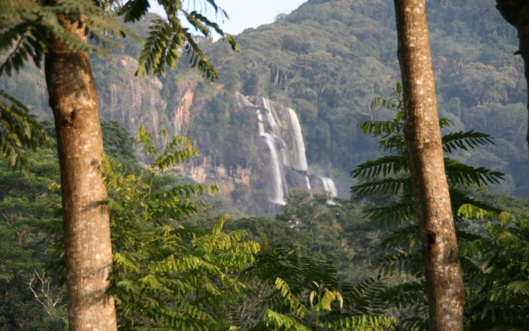 The Fantastic Treefrog in the Udzungwa Mountains National Park