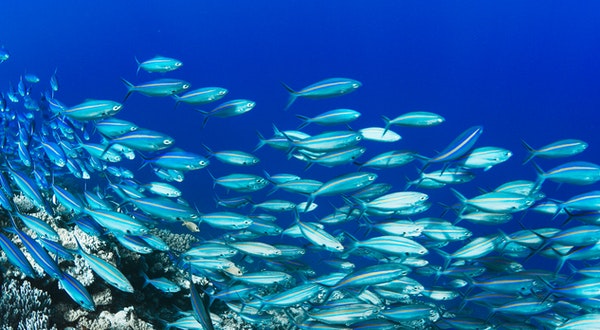 How to Help Protect Earth’s Waters