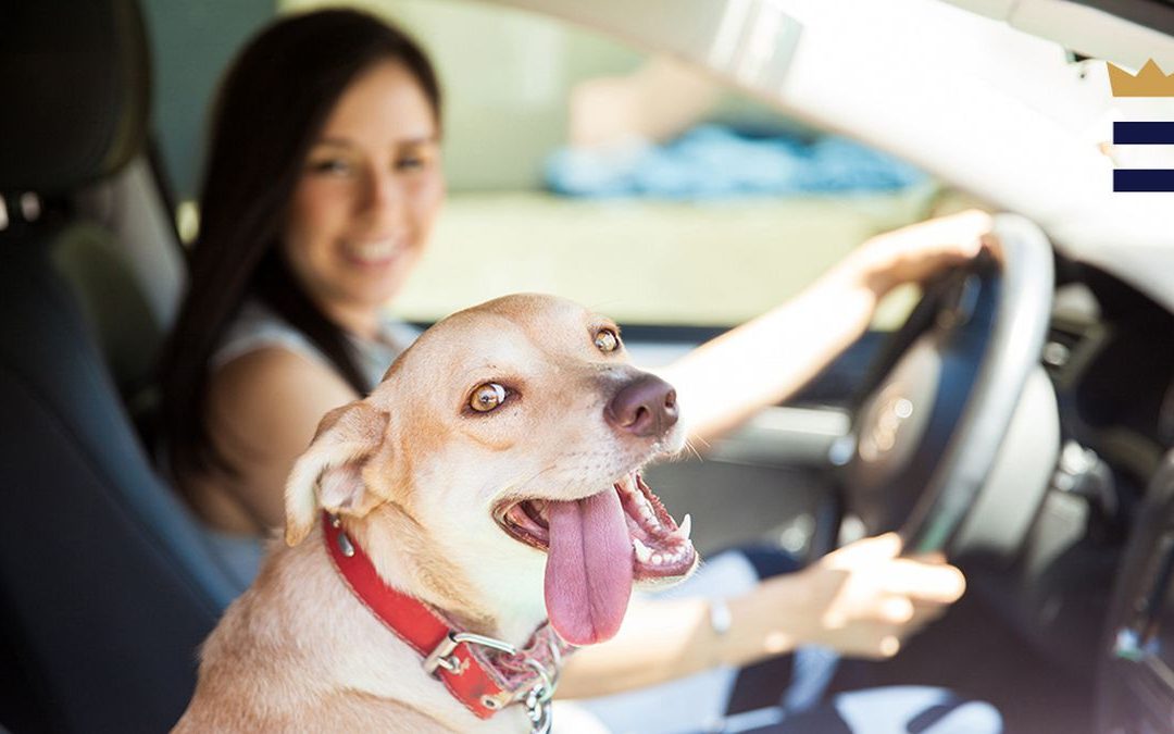Tips for dogs on long car rides