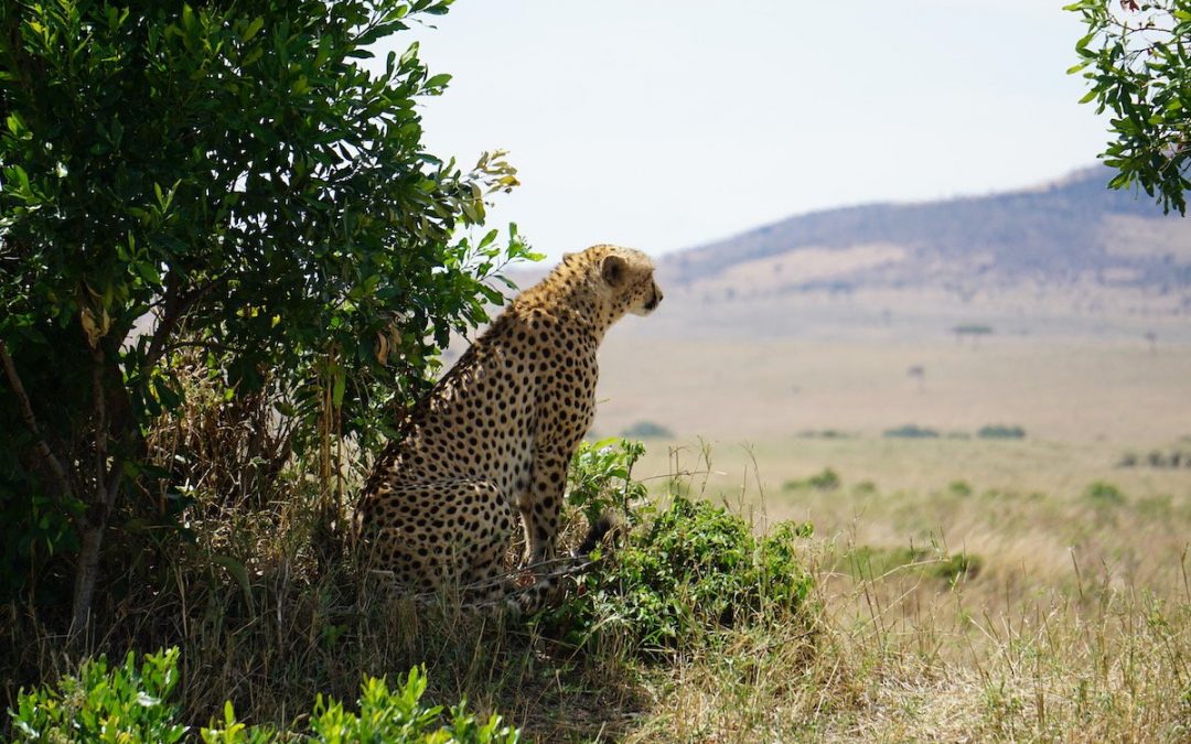 16 Things To Know Before Your First Visit To Kenya