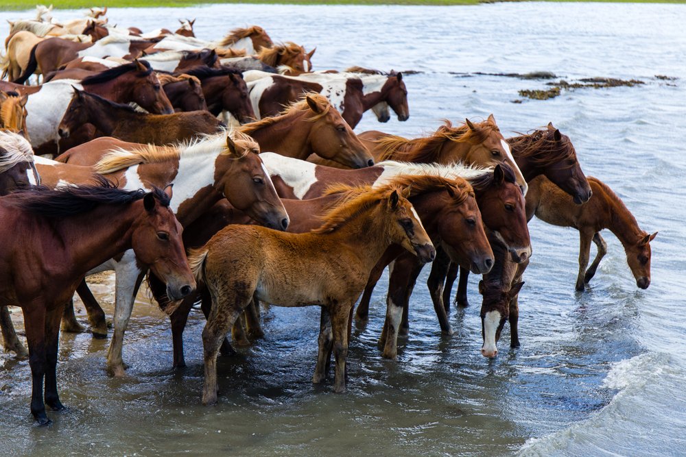 9 Tips For Visiting Assateague Island National Seashore