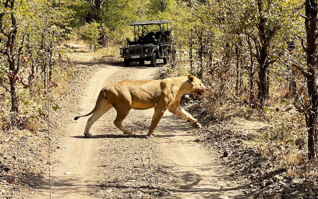 I Went on a Zambian Safari During COVID-19 — Here’s What It Was Like