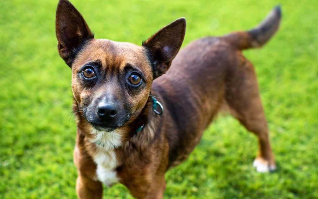 Tuesday Ratings | THE DOG HOUSE AUSTRALIA beats a lacklustre offering