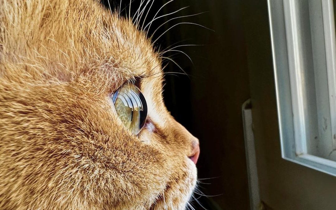 Tips and tricks on macro photography with phones