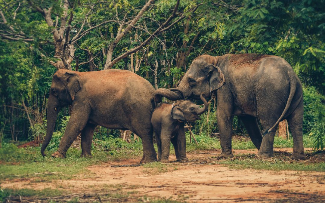 Elephant Nature Park: An Ethical Elephant Sanctuary in Thailand