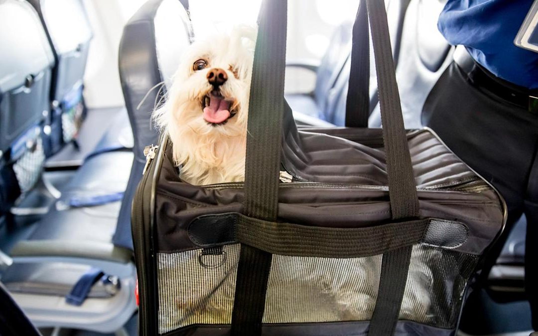 8 Money-Saving Tips for Traveling With Pets